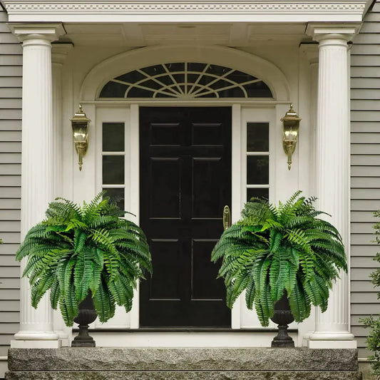 Boston Fern - Last Day 75% OFF