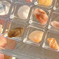 Seashell Display