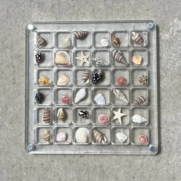 Seashell Display