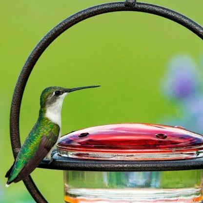 Hummble Slim Hummingbird Feeder - Last Day Promotion-70% OFF