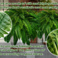 UV Resistant Lifelike Artificial Boston Fern – Hot Sale 50% Off