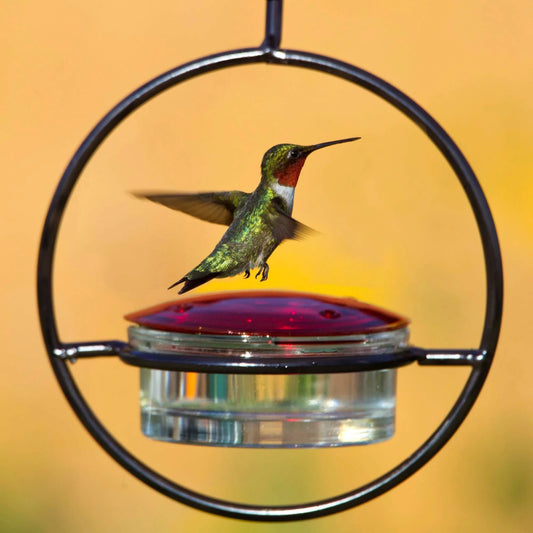 Hummble Slim Hummingbird Feeder - Last Day Promotion-70% OFF