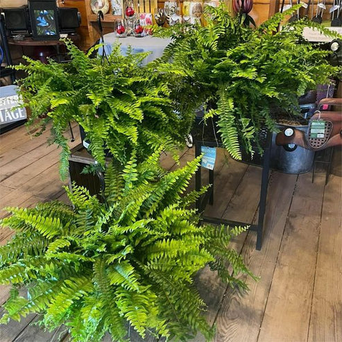 UV Resistant Lifelike Artificial Boston Fern - This Week's Special Price $19.99