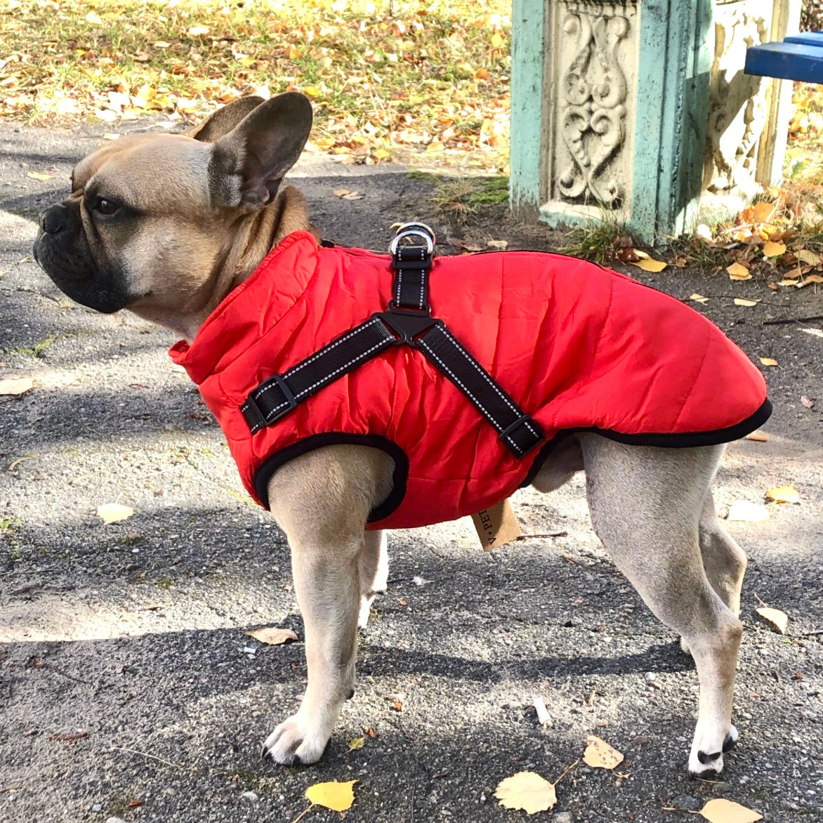 Pawly - Waterproof Winter Jacket With Built-In Harness