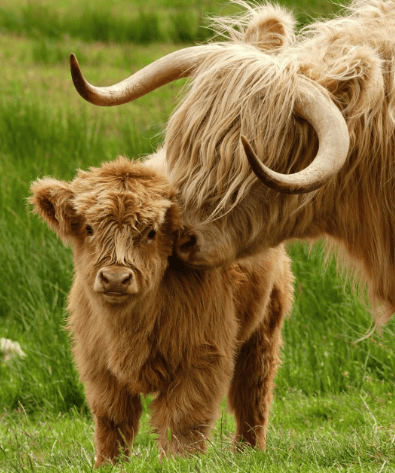 Scottish Handmade Highland Cattle – sunnytastic - BUY 2 VIP SHIPPING