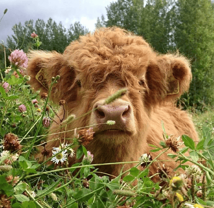 Scottish Handmade Highland Cattle – sunnytastic - BUY 2 VIP SHIPPING