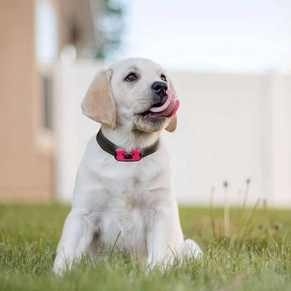 Anti-Bark Collar - Hot Sale 50% Off