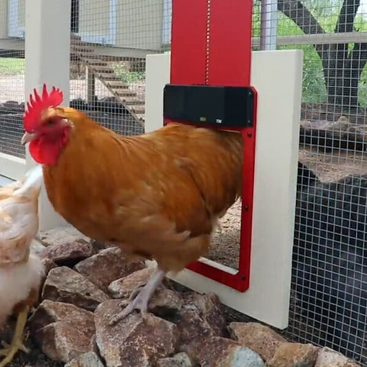 (Hot Sale)-Poultry Farm Automatic Chicken House Door