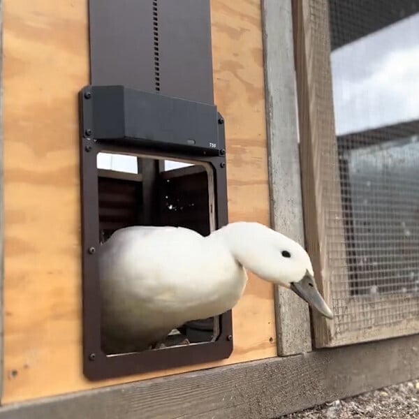 (Hot Sale)-Poultry Farm Automatic Chicken House Door