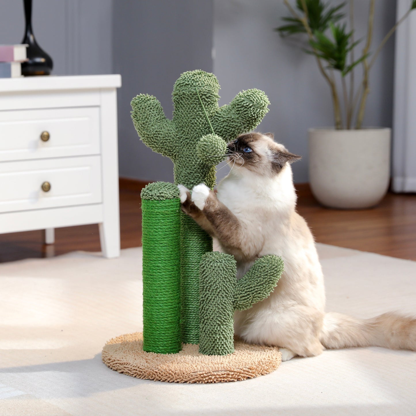 The award winning scratching cactus