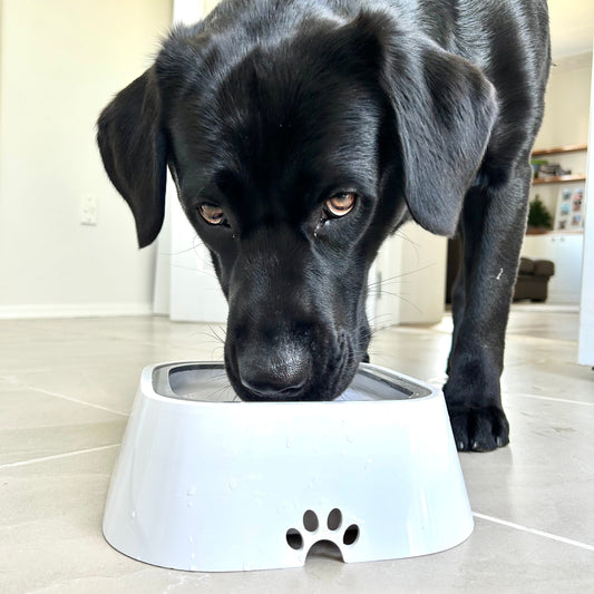 Zero Splash Dog Water Bowl